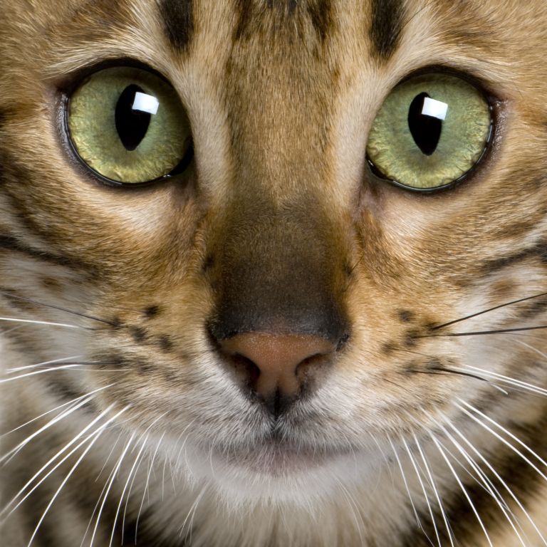 Katze Bengalkatze