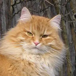 Katze Sibirische Katze